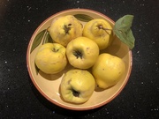 3rd Oct 2022 - Quince
