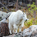 What's a mountain goat called? by lindasees