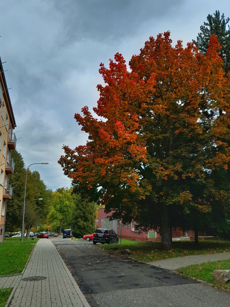 More autumn colors! 🍂 by elsieblack145