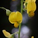 Crotalaria spectabilis... by marlboromaam