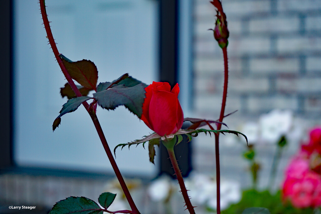 Red rose by larrysphotos