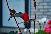 3rd Oct 2022 - Red rose