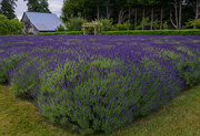 3rd Oct 2022 - Lavender Farm with Arbor