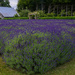 Lavender Farm with Arbor by theredcamera