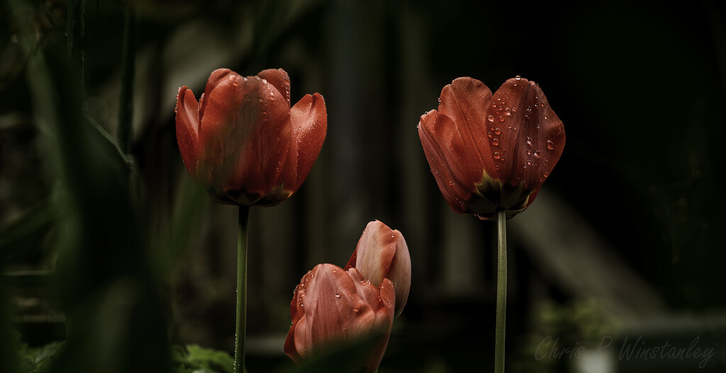 Three Tulips  by kipper1951