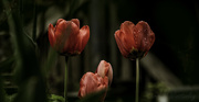 30th Sep 2022 - Three Tulips 