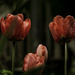 Three Tulips 
