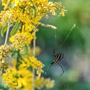 3rd Oct 2022 - Banded Argiope