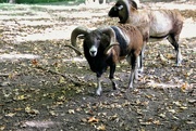 2nd Oct 2022 - Mouflon Sheep