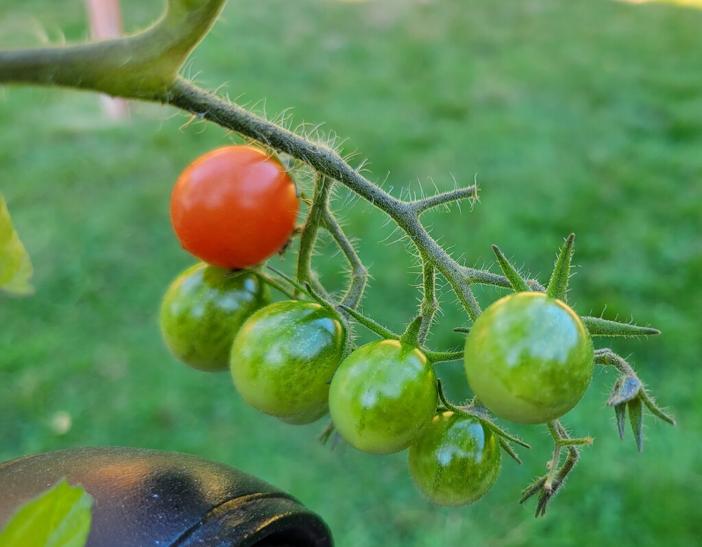 Tiny Tomatoes by kimmer50
