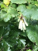 30th Sep 2022 - Catkins