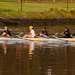 Rowing at dawn by briaan
