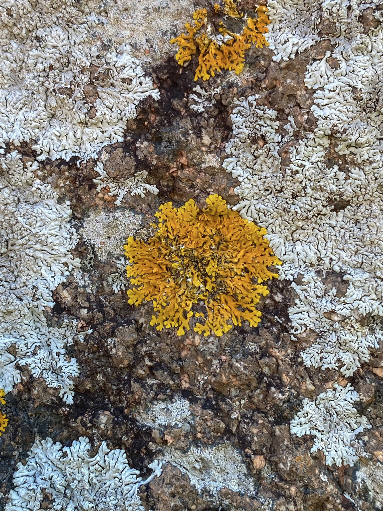 Rock Lichen by bugsy365