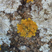 Rock Lichen