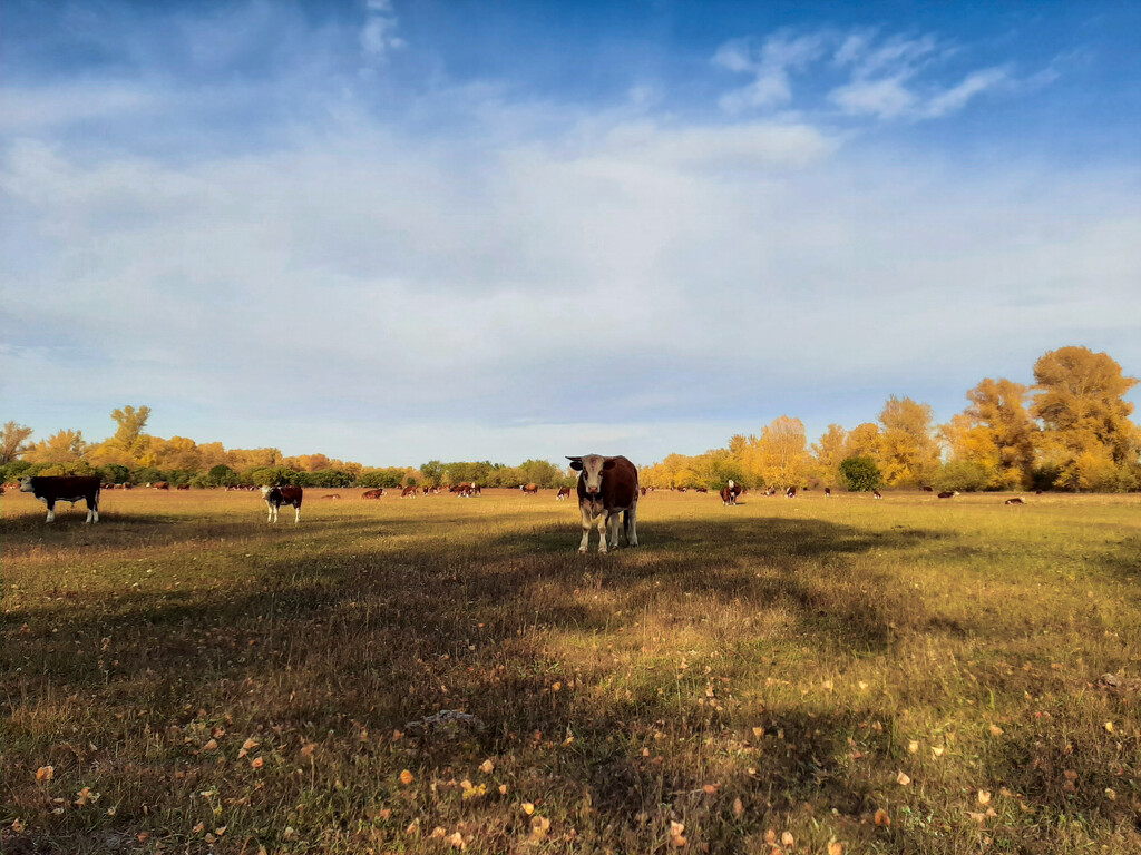Cows on a walk. by maria03051
