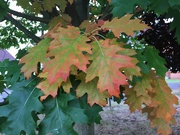 4th Oct 2022 - More Autumn colours