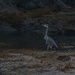 Grey day, grey heron. by billdavidson