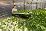 4th Oct 2022 - Learning about Aquaponics