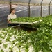 Learning about Aquaponics by tunia