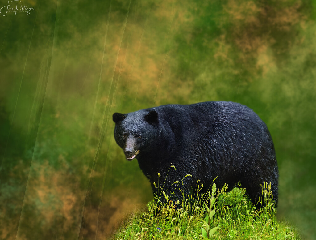 Bear for Textures by jgpittenger