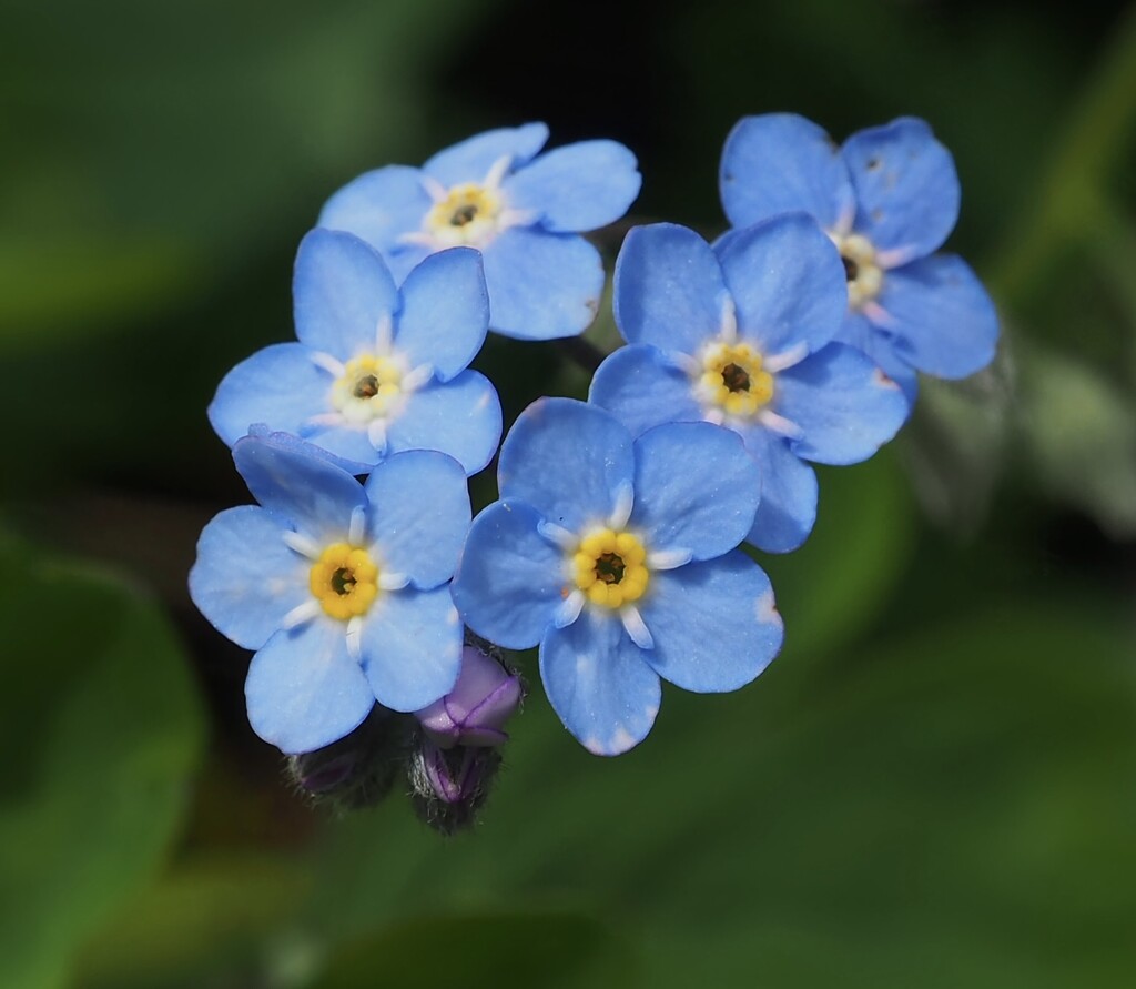 A single forget me not  by Dawn