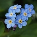 A single forget me not  by Dawn