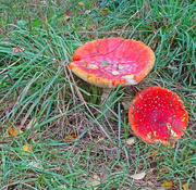 1st Oct 2022 - Fungi spotted in the RHS Bridgewater woods 