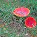 Fungi spotted in the RHS Bridgewater woods  by marianj