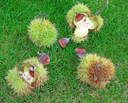 3rd Oct 2022 - Sweet Chestnuts