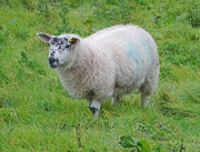 4th Oct 2022 - It's very wet in the fields today