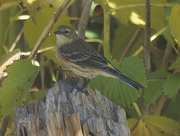4th Oct 2022 - Yellow-rumped warbler 