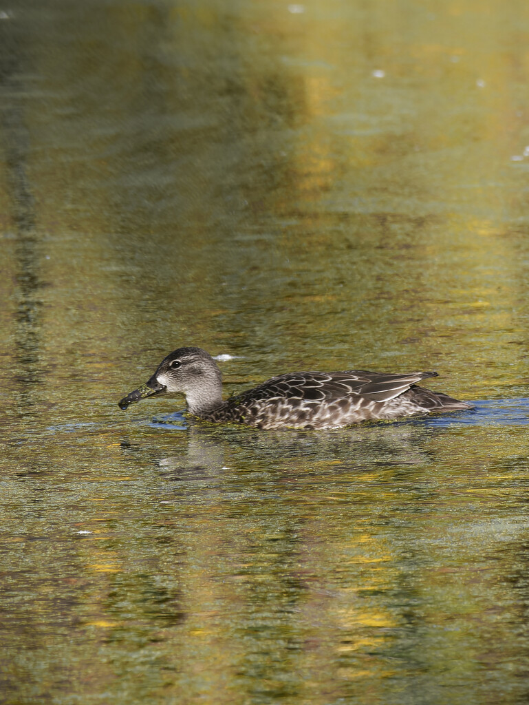 Blue-winged teal  by rminer