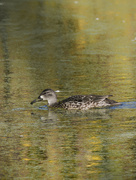 4th Oct 2022 - Blue-winged teal 
