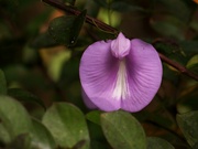 5th Oct 2022 - Climbing butterfly pea...