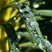 Tiny droplets on my euphorbia by anitaw