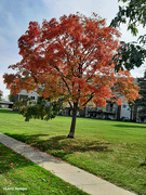 4th Oct 2022 - Red maple