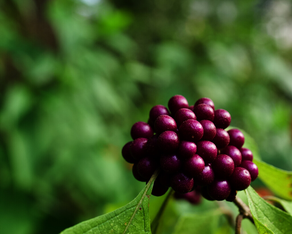 American Beautyberry by eudora