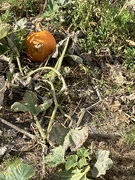 4th Oct 2022 - Pumpkin?