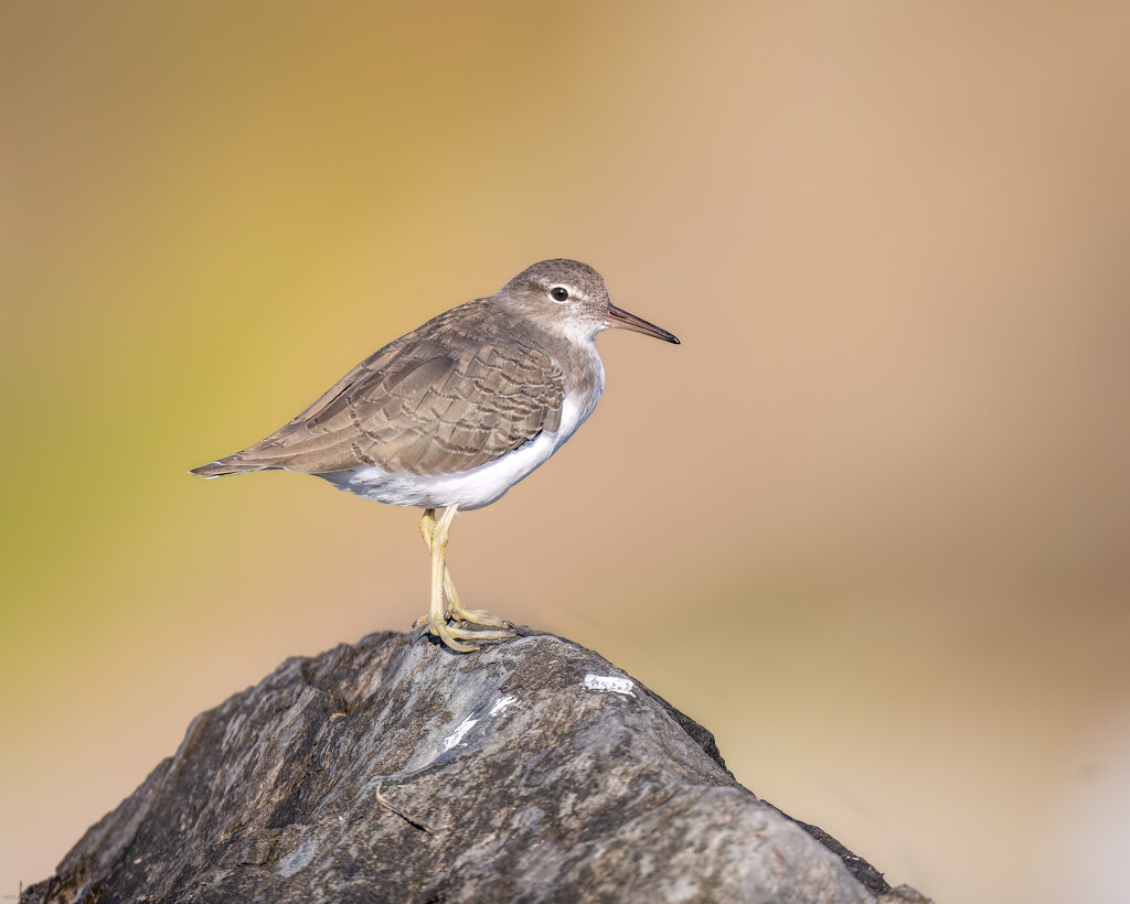 Spotted Sandpiper by nicoleweg