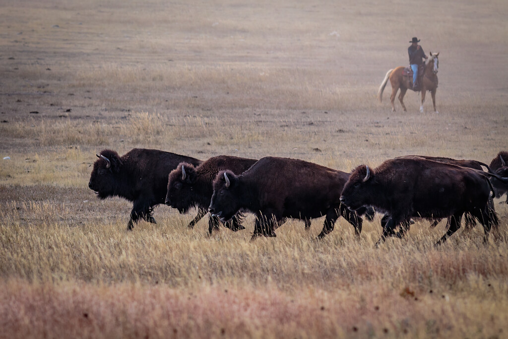 Buffalo roundup by lindasees