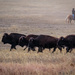 Buffalo roundup by lindasees