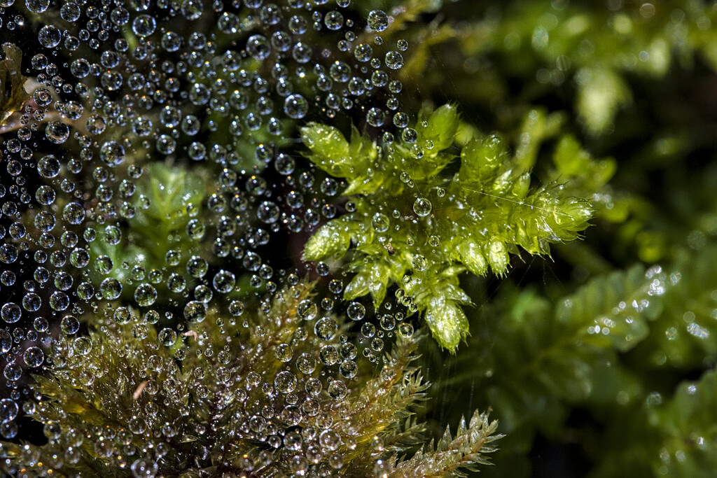 Moss and bubbles by dkbarnett