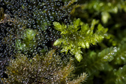 25th Sep 2022 - Moss and bubbles
