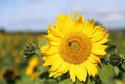 4th Oct 2022 - Sunflower