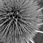5th Oct 2022 - A thistle seed head