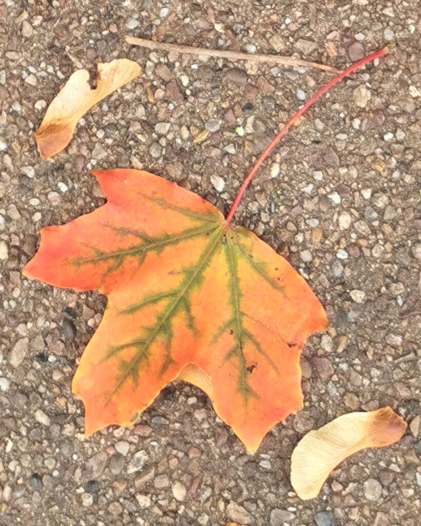Loving the colours of autumn  by plainjaneandnononsense