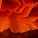 Double Poppy Petals DSC_3810 by merrelyn