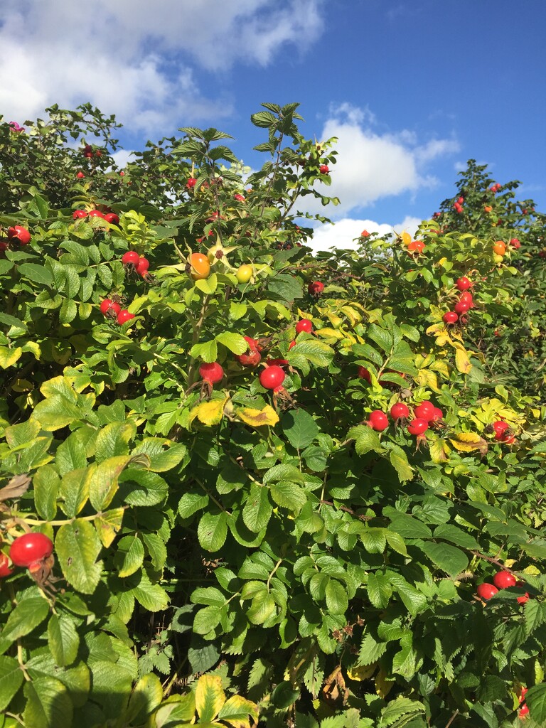 Giant rose hips - make a colourful hedge by snowy