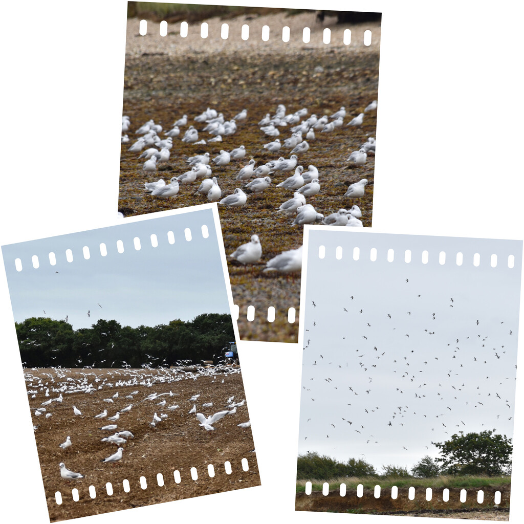 Flocking seagulls  by wakelys