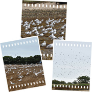 5th Oct 2022 - Flocking seagulls 